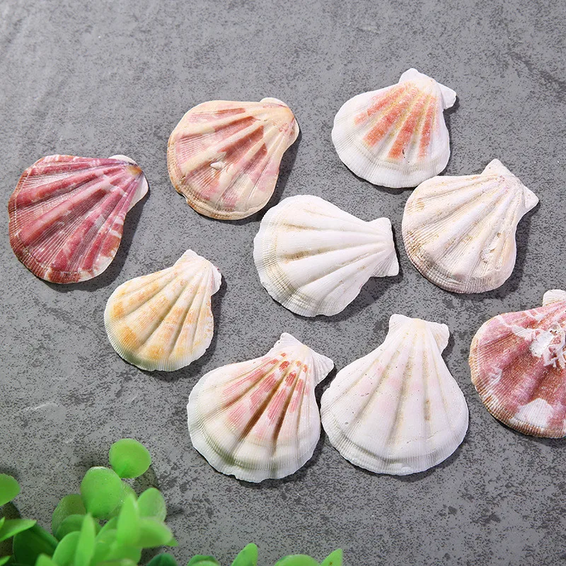 Thick Scalloped Conch for Fish Natural Decor Pattern Ocean Landscape Mediterranean Style 10 PCs/Lot natural shell ornaments