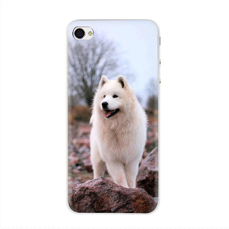 H8 Милая собака самоед Жесткий Чехол Для Телефона iPhone 5 5S 6 6s 7 8 plus X XR XS 11 Pro Max - Цвет: H8