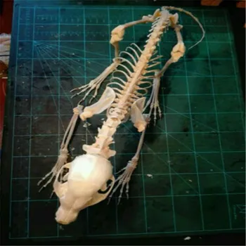 

Vulpes Red Fox, Silver Fox, Cross Fox Skull Complete Animal Skeleton Specimen Animal Bone Halloween Decorations Party Bar