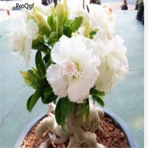 Леопард Ngryise 5 шт. набор Adenium obesum пустынная Роза - Цвет: Леопард