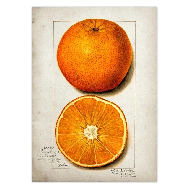 Fruit-Kitchen-Poster-Vintage-Poster-Antique-Print-Pear-Apple-Orange-Pineapple-Wall-Art-Decorative-Picture-Painting.jpg_.webp_640x640 (12)
