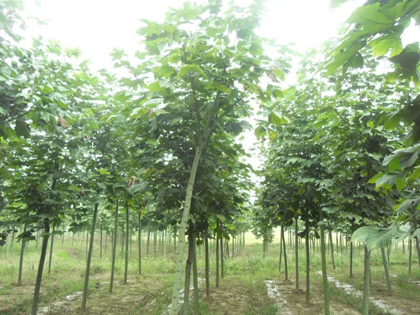 500pcs-100-High-Quality-paulownia-elongata-New-forest-tree-bonsais-200pcs-pack-fast-growing-tree-Bonsai (2)