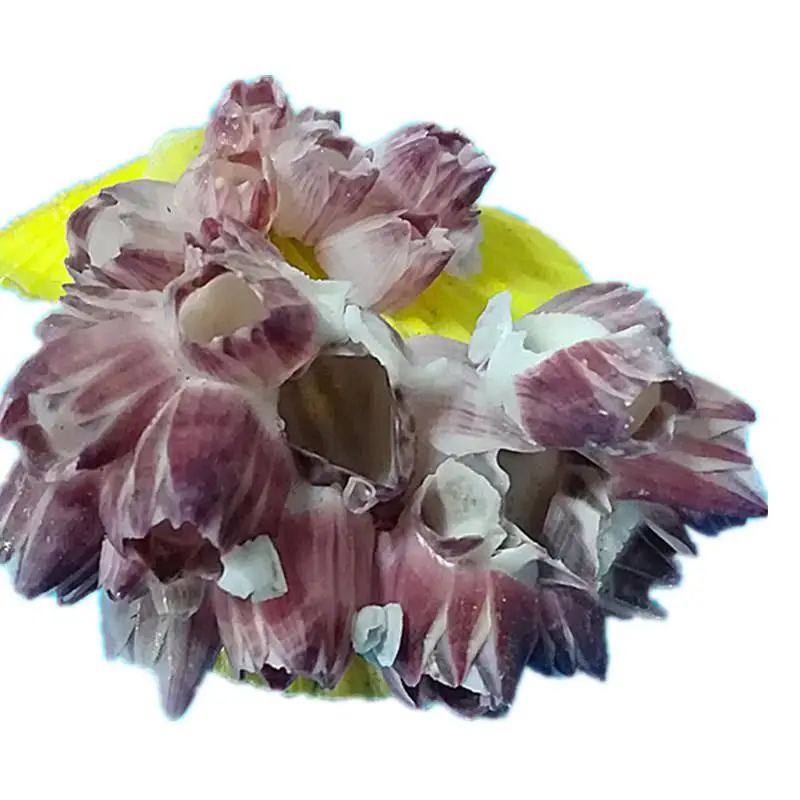 

natural scallop shell fish tank aquarium landscaping ornaments sea shell decoration seashells decorative scallop shells