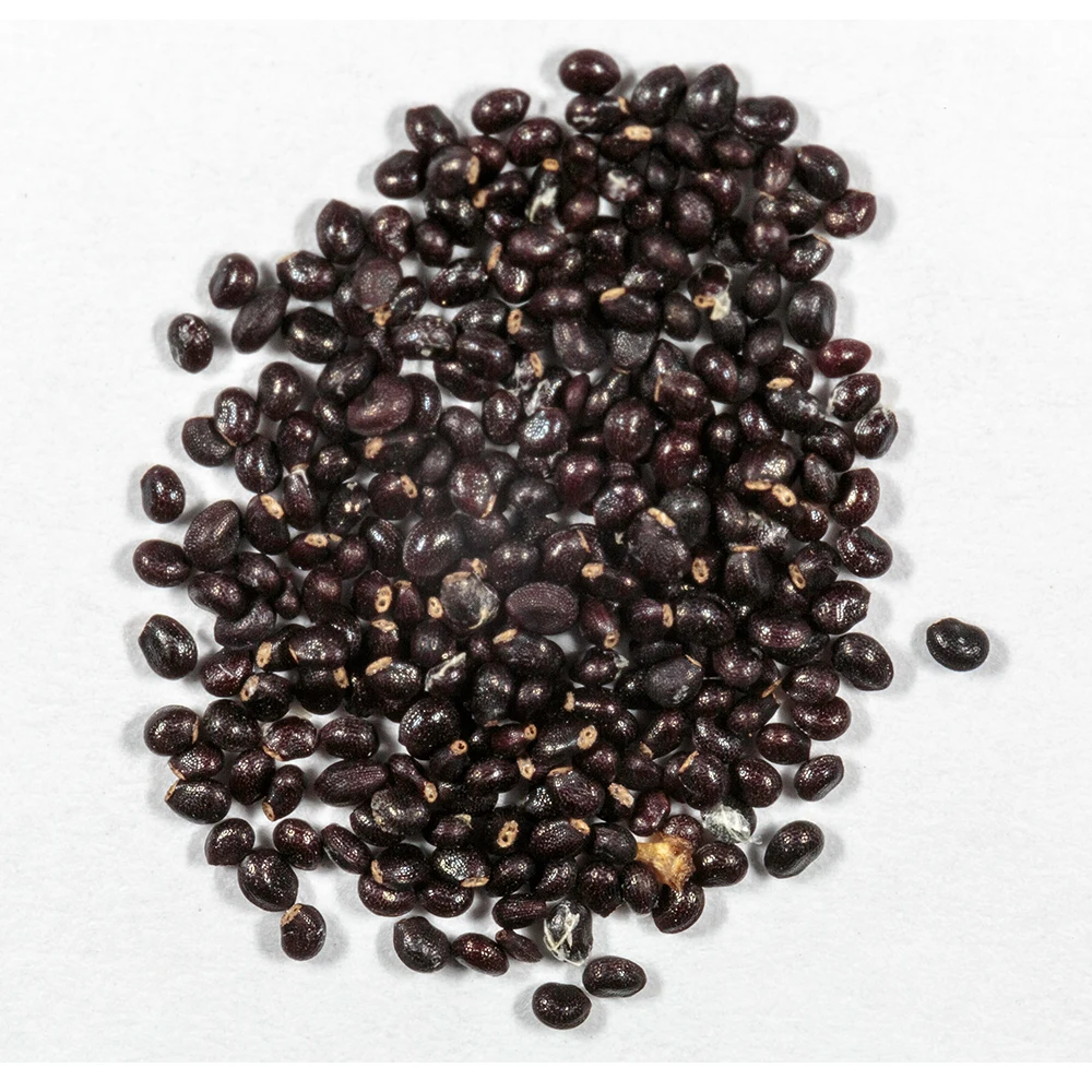 Известный бренд oroaroma натуральные семена кактуса эфирное масло натуральная ароматерапия Высокая емкость уход за кожей тела массаж спа