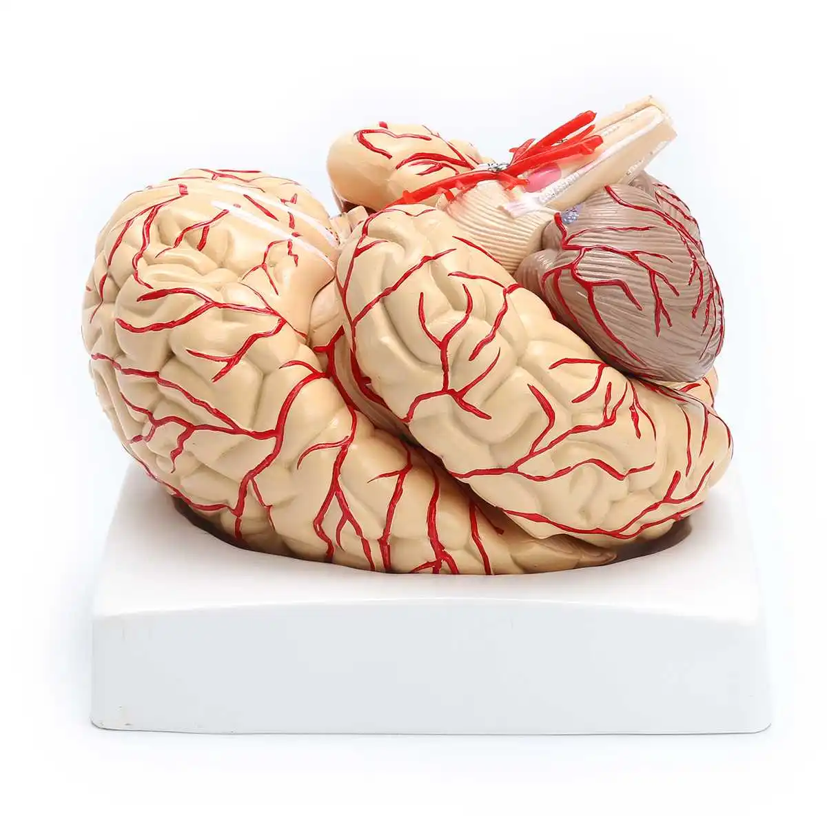 1:1 модель в натуральную величину с артериями анатомический медицинский орган, анатомия модель школы образовательная медицинская наука обучение биологии