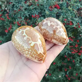 

Natural conch shell snail aquarium map window design ornaments collection of rare specimens of snails philippines