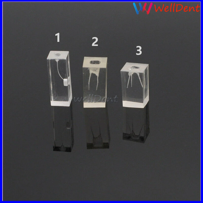 Dental-School-Resin-Endodontic-Student-Study-Teaching-Practice-_57 (1)
