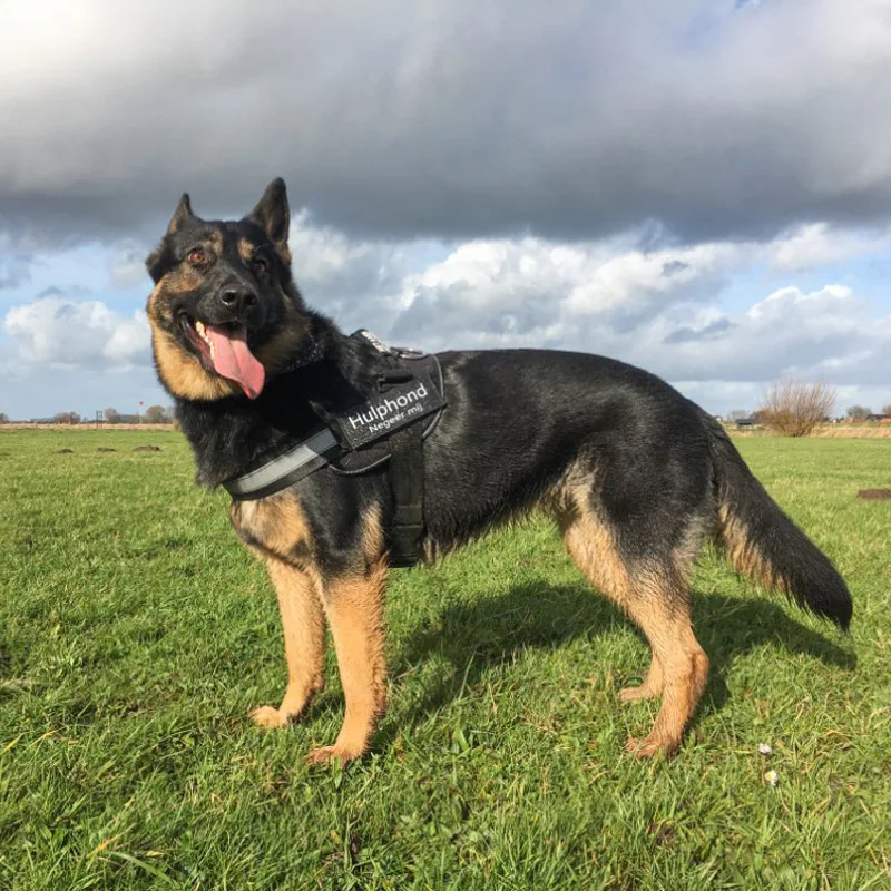 Buah Tambalan Nama Tag Nama Anjing Personalisasi PU untuk Jumus