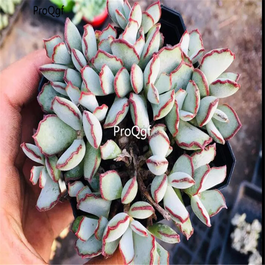 Ngryise 1 шт. набор Cotyledon Choco