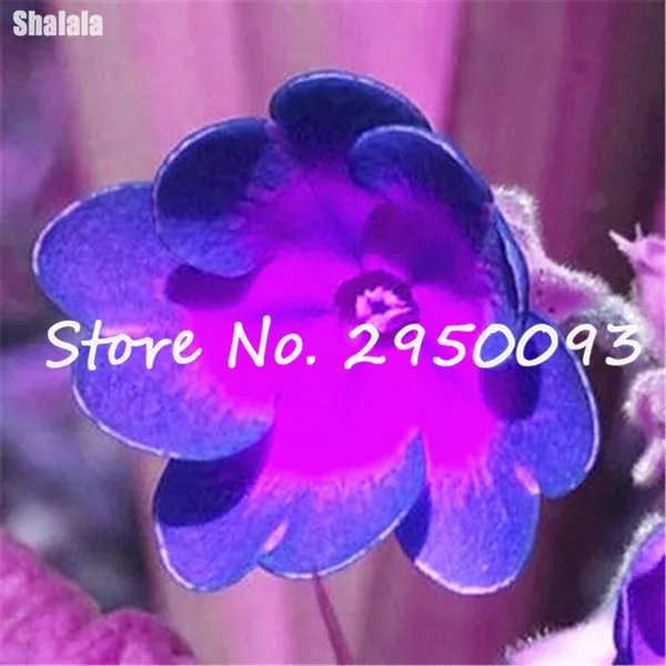 HTB11mv5RVXXXXX8XVXXq6xXFXXXd