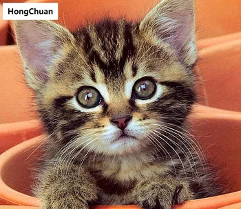 

5D DIY square/round diamond painting cross stitch kitten needlework home decoration mural mosaic diamond embroidery gift