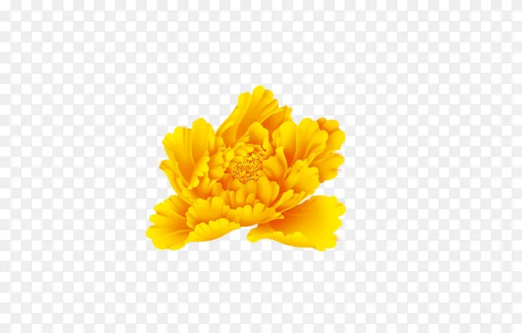 牡丹黄牡丹花牡丹png图片素材免费下载 图片编号 Png素材网