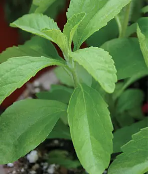 

Stevia 200
