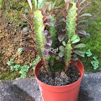 

Ngryise 1Pcs A Set purple keel