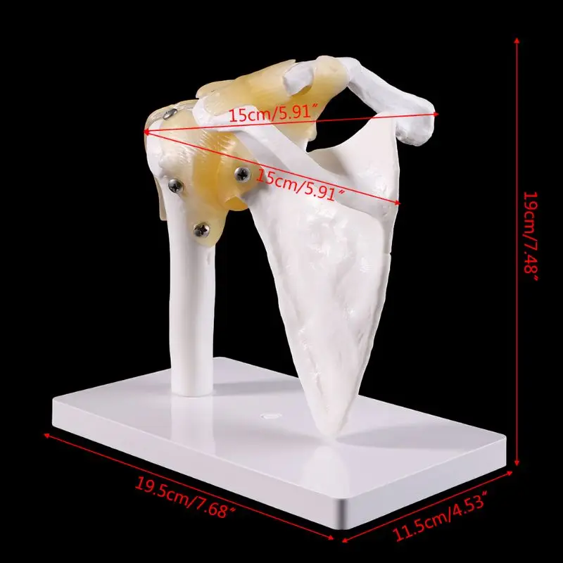 Функциональный анатомический в натуральную величину человеческий анатомический Скелет плечевого сустава костная мышца модель для