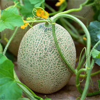 

Plant Flower Bath Salts Cantaloupe Fuit Essence 100Pcs XZZ-71