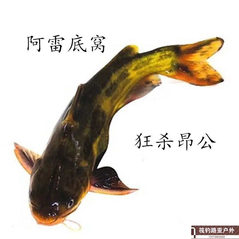 

Arrey Fishing Bait ~~~ Mad Kill Ang Public Ang Thorn Pelteobagrus Bone Wax Ding GA Slightly Fishing Crazy ~~~ Kill Magical ~~~