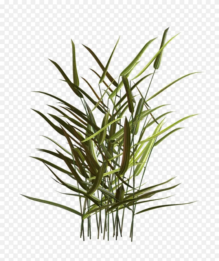 龙须菜植物茎花植物png图片素材免费下载 图片编号 Png素材网