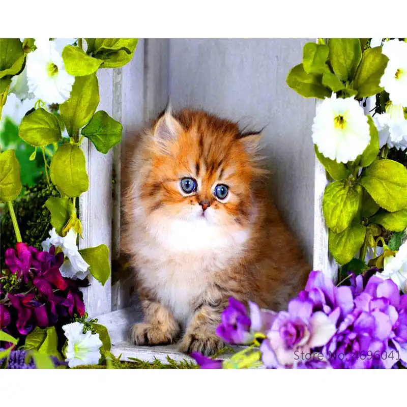 Где Купить Красивого Котенка