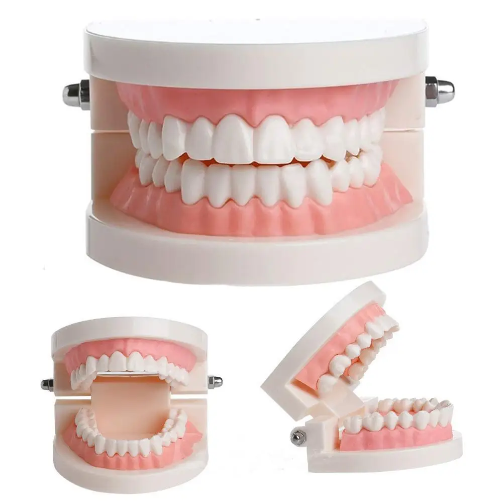 Dental Study Teaching Teeth Model Oral Care Tooth Education Dentist Equipment Medical Science Teeth Skeleton Model
