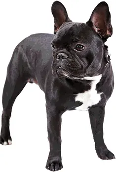 

Dinghy Tuzik overalls warm French bulldog bitch