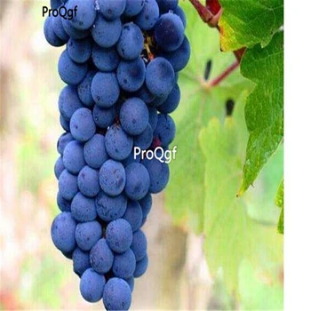 

Ngryise 3000Pcs A Set Carmenere grape