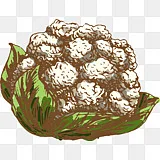 白花椰菜png图片 白花椰菜png素材 白花椰菜设计元素免费下载 Png素材网