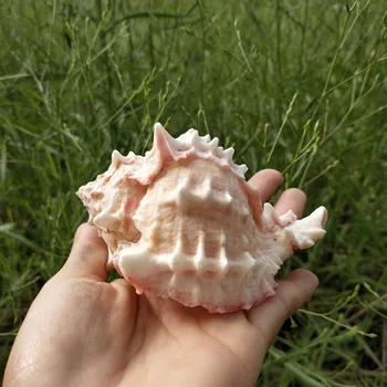 

1pcs Natural Marine Seashell pink Conch Ornament Beach Wedding Party Shell Craft Decor Sea Wave Sound Creatives Conch Kids Gifts