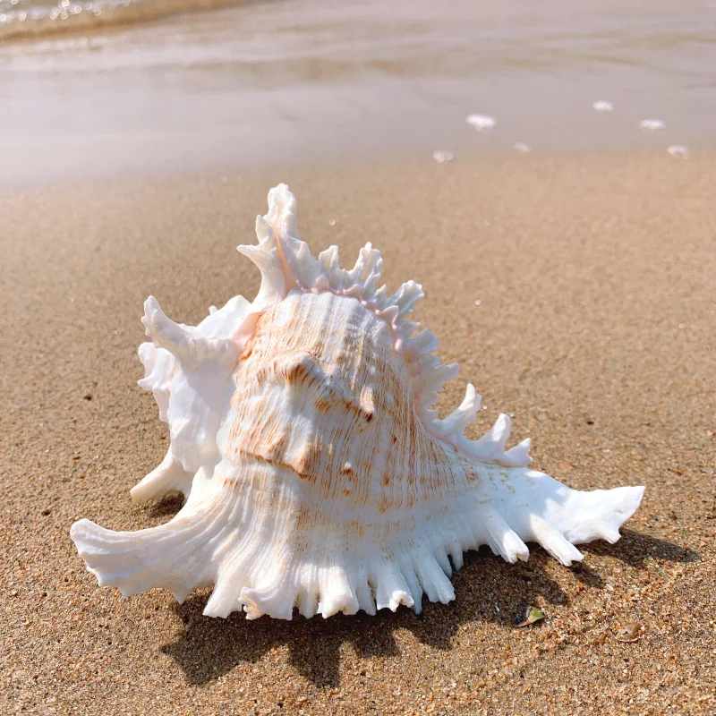 

Thousand hand snail chrysanthemum snail natural conch shell aquarium decoration aquarium case landscape Fish tank landscaping