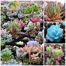 Лидер продаж 50 шт./упак. бонсай растения, смешанные различных сортов литопс растения, цветок, floresling для дома и сада