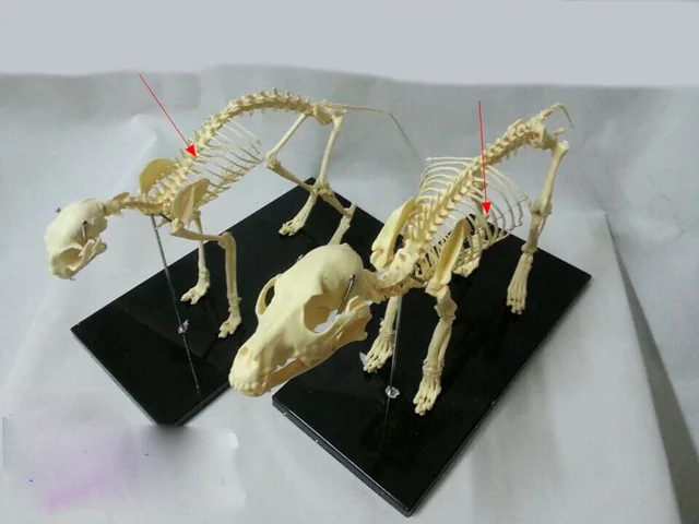 

animal skeleton model dog skeleton cat skeleton model educational model