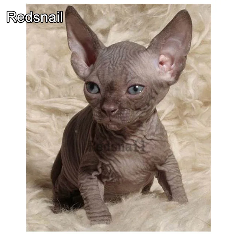 New Diamond Embroidery Full Display diy Painting sphynx cats animal 5D Square Rhinestones Decor Home Beadwork TT750 | Дом и сад
