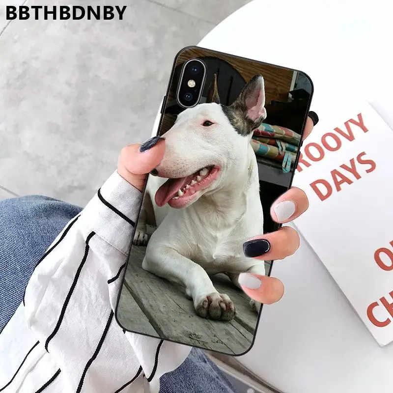 Bull Terrier Dog