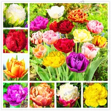 Сорт! Настоящее 103 шт Редчайший двойной тюльпан, самый ценный импортный Тюльпан цветы бонсай, Tulipanes растение для домашнего сада