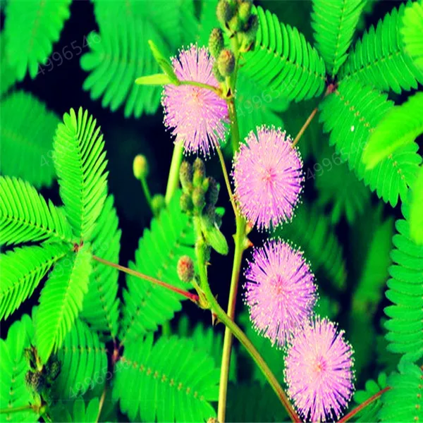 50 шт./пакет Mimosa Pudica Линн стыдливая трава flores листва Mimosa Pudica чувствительный бонсай растение для домашнего сада