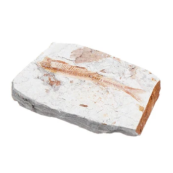 

1 Piece Lycoptera Real Fish Fossil From China 150 Million Yr Old Fish Fossils Display Collection Stone Home Decoration