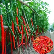 Длинный горячий перец бонсай, красный острый перец чили, фруктовый и овощной сад, 100 завод