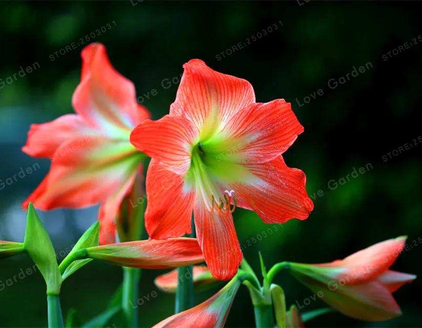 2 лампы Амариллис луковицы истинный оранжевый Гиппеаструм луковицы ...