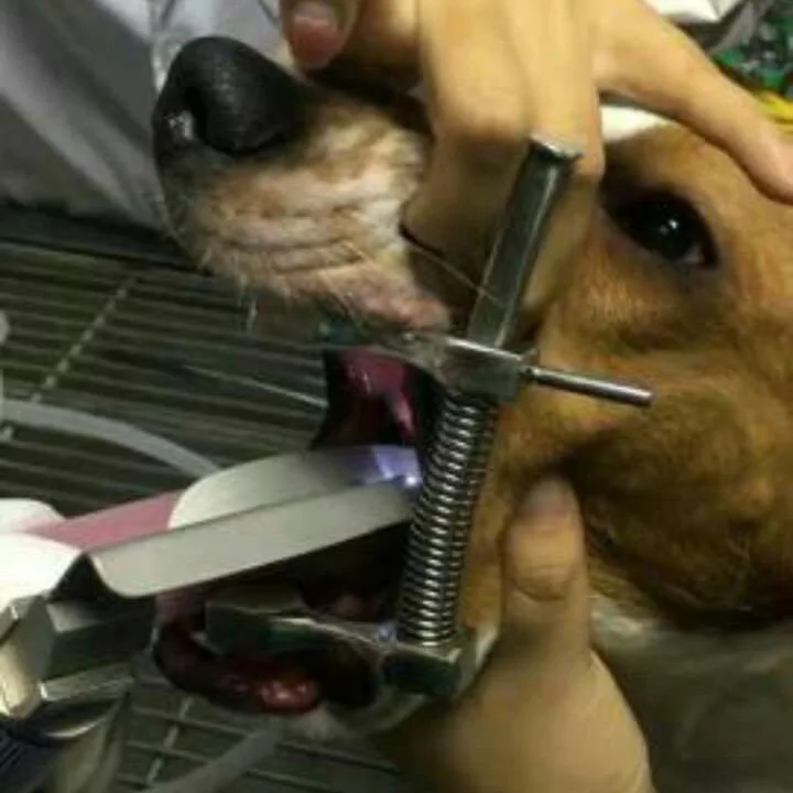 Canine Mouth Gag Surgery Dogs Cats Mouth Opener Dental Mouth Retractors