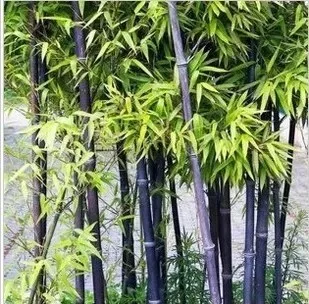 Semillas De Flores Happy Farm маленькие растения бонсай 20 шт Moso Bamboo огромный Mao Bamboo-Phyllostachys Pubescens/Edulis Hardy