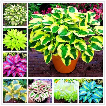 

100pcs/bag Coleus Mix Color Flower