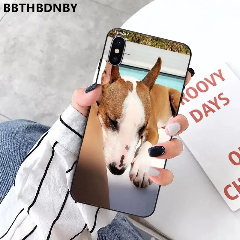 Bull Terrier Dog