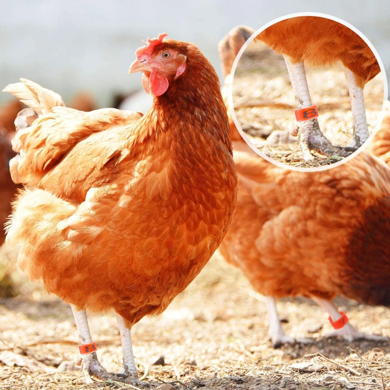 Unids/paquete de anillos de patas de gallina, tamaño ajustable de plástico, pata de aves de corral, etiqueta Digital, anillo de hebilla, pollito, pato, Ganso, equipo de granja