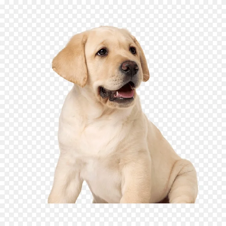 拉布拉多猎犬繁殖伴犬导盲犬 小狗png图片素材免费下载 图片编号 Png素材网 拉布拉多猎犬繁殖伴犬导盲犬 小狗png图片素材免费下载 图片编号 Png素材网