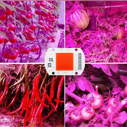 LED 성장 빛 전체 스펙트럼 COB LED 칩 AC 110V 220V 필요 없음 드라이버 실내 식물에 대 한 Phyto 램프 빛 모 종 성장 램프 5