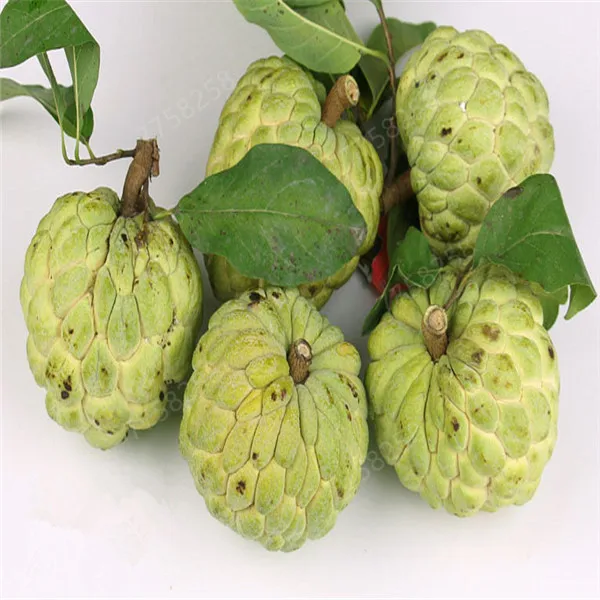 10 шт. бонсай сладости сахар-яблоня(Annona squamosa) вкусные съедобные тропические фрукты многолетние для домашнего сада посадки
