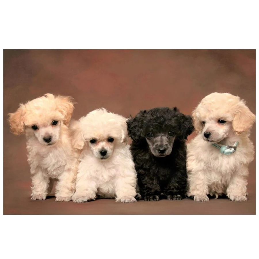 5d Diamond Embroidery Poodle pet Diy Diamond Painting cross stitch animal cute dog Diamond Mosaic Home Decoration puppy Painting_副本