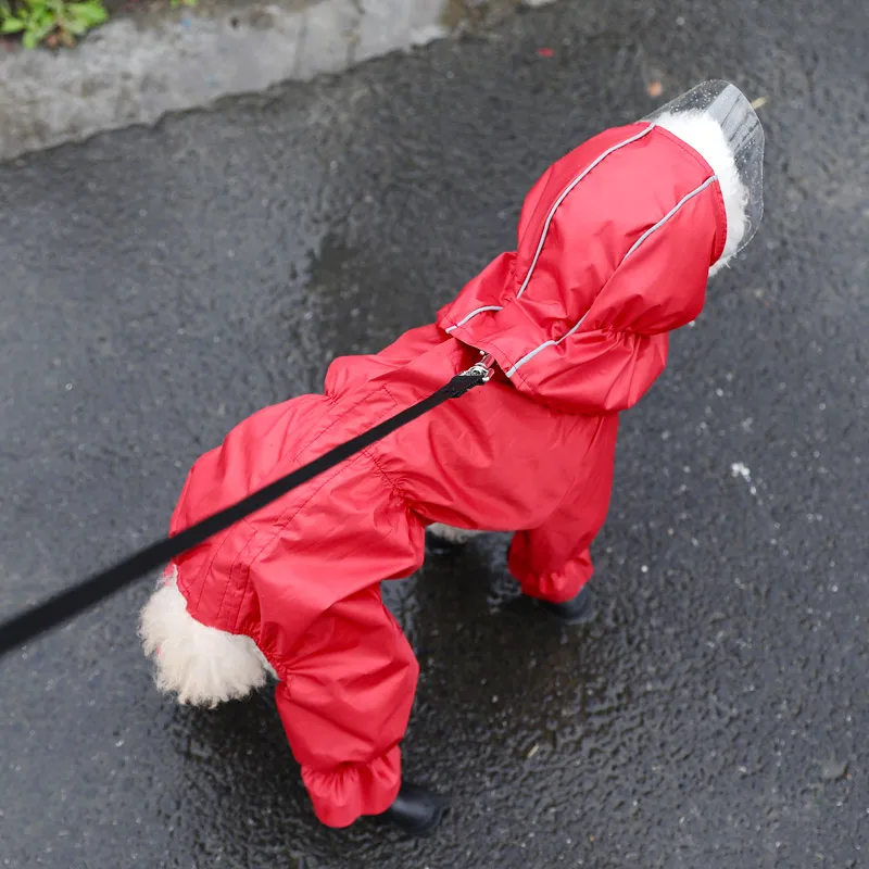 köpek montu