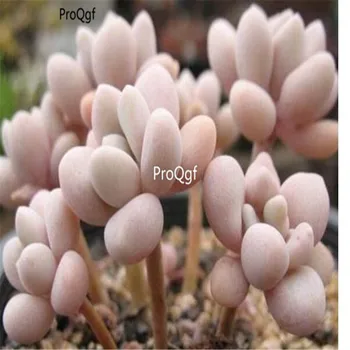 

Ngryise 1Pcs A Set Graptopetalum amethystinum cluster