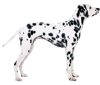 

Dinghy Tuzik warm overalls Dalmatian bitch